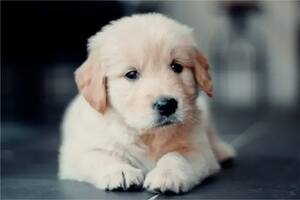 Con la perra no se metan