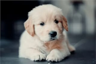 Con la perra no se metan