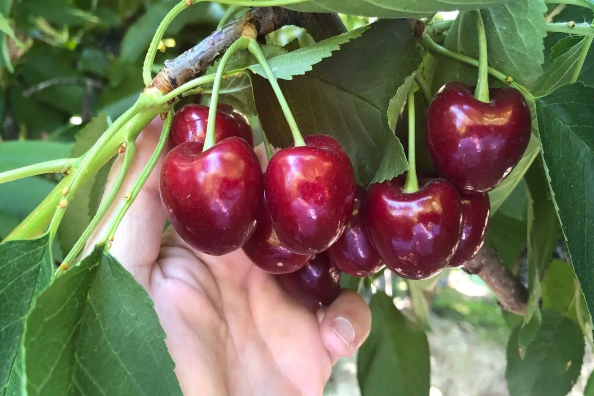 Cerezas de Río Negro