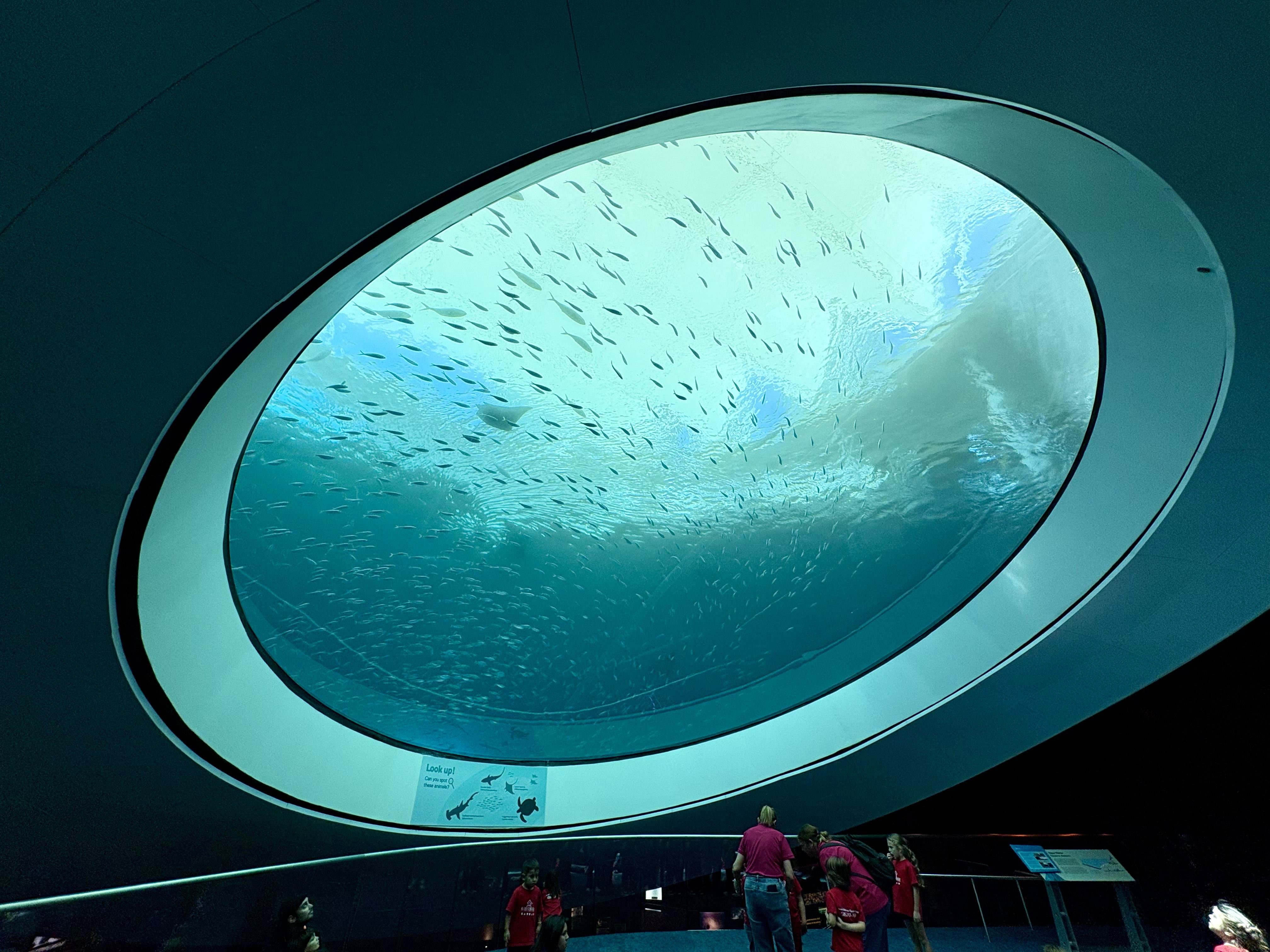 El acuario de Frost Science Museum, imperdible