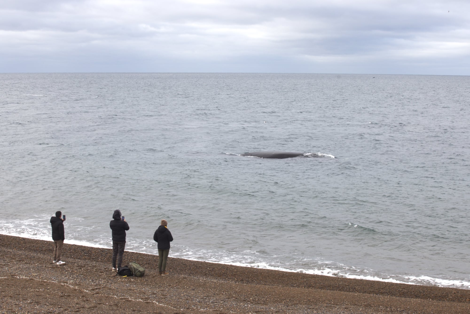 Desde la playa Las Canteras en El Doradillo se pueden ver las ballenas.
