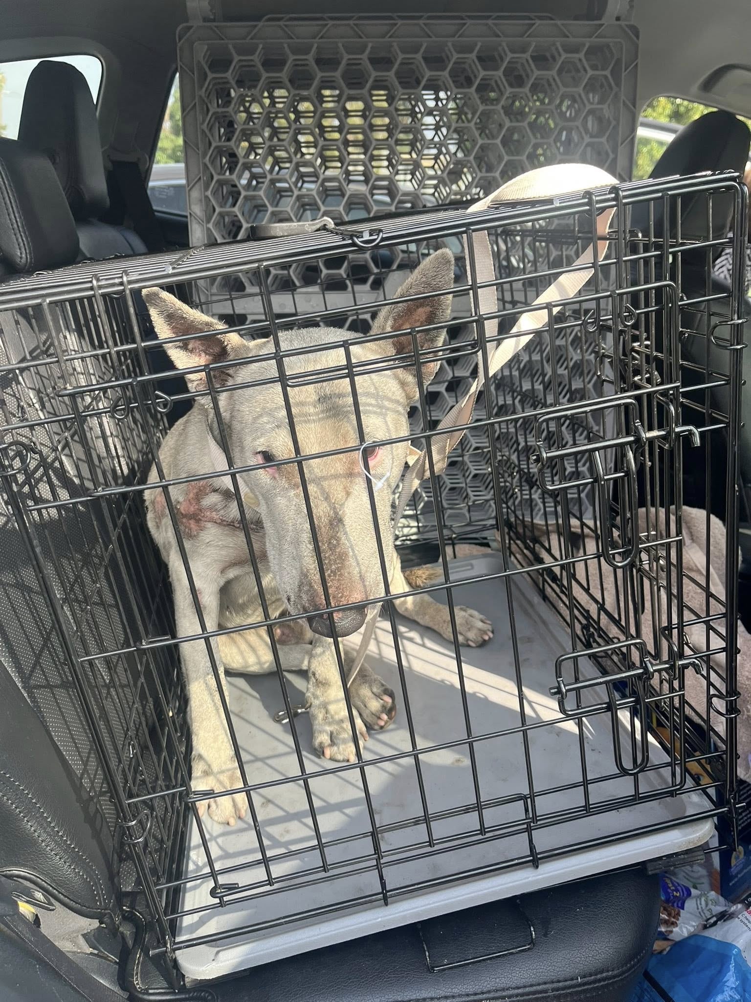 El perro estaba lastimado y cubierto de aceite de motor.