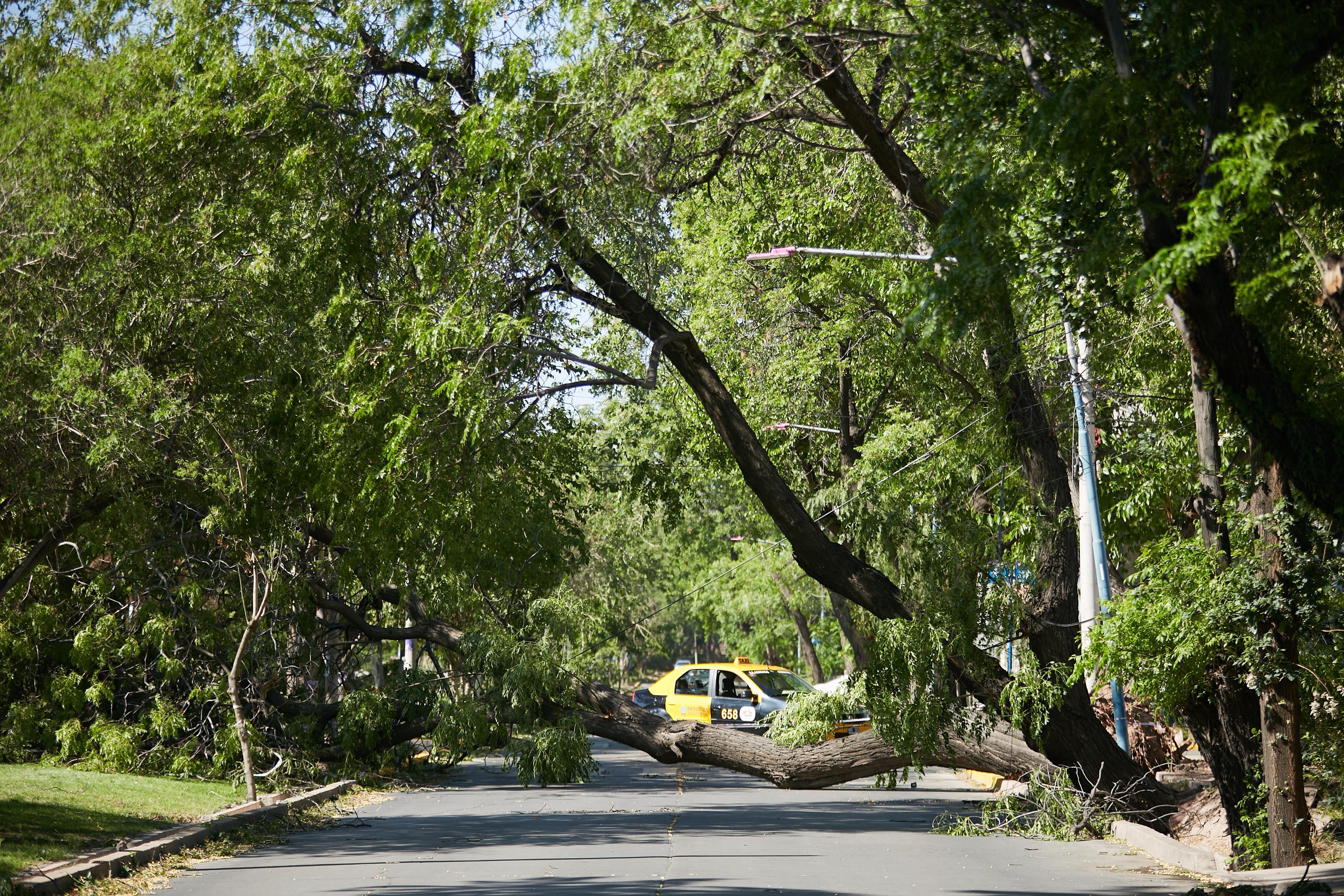 Podría haber ráfagas de 90 kilómetros por hora en las zonas afectadas por el viento Zonda