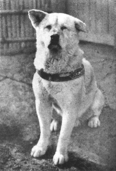 Así era Hachiko, el perro fiel