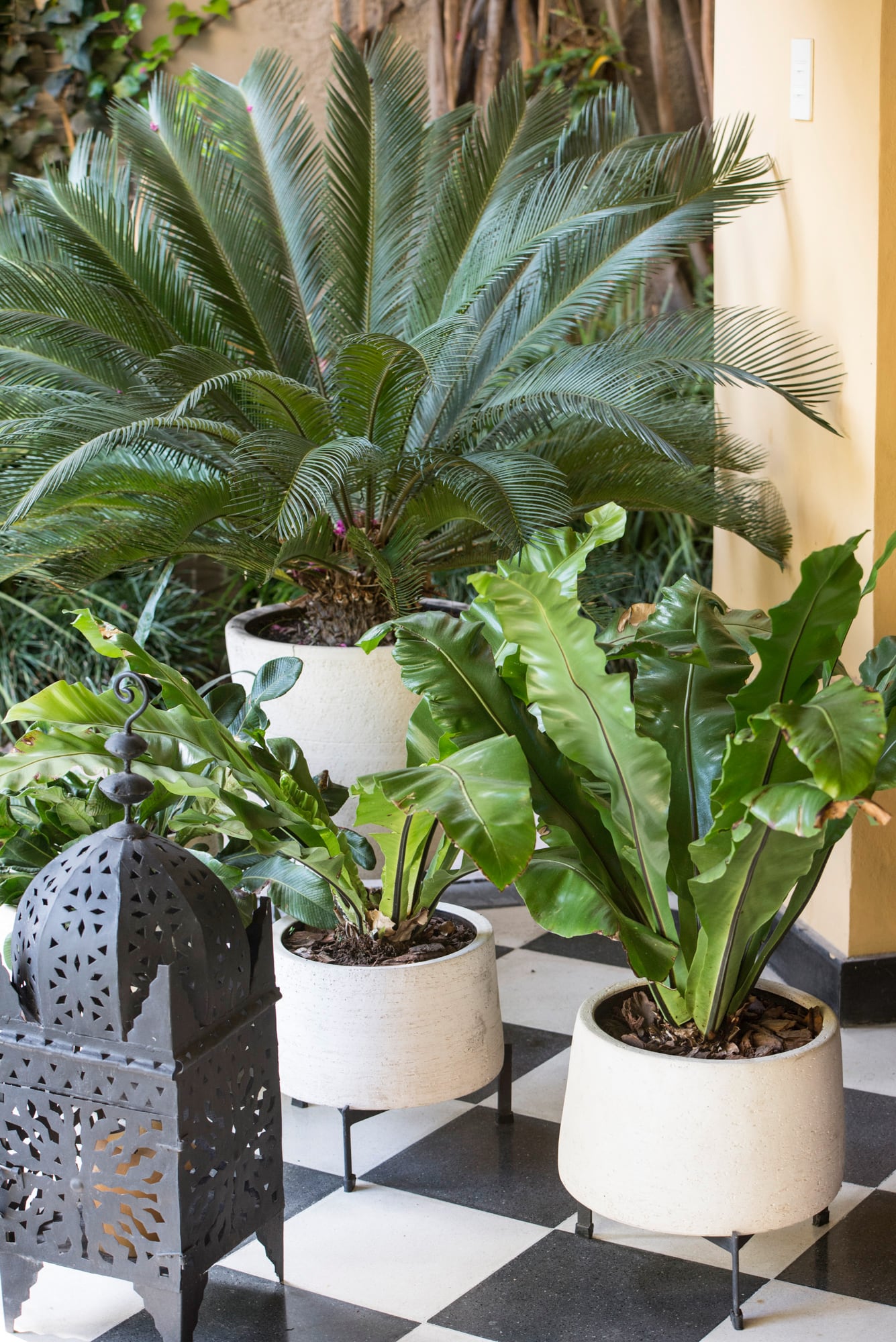 Plantas procedentes de selvas y bosques tropicales son las que más sufren. Por ejemplo la Asplenium nidus (delante) y Cycas revoluta (detrás)