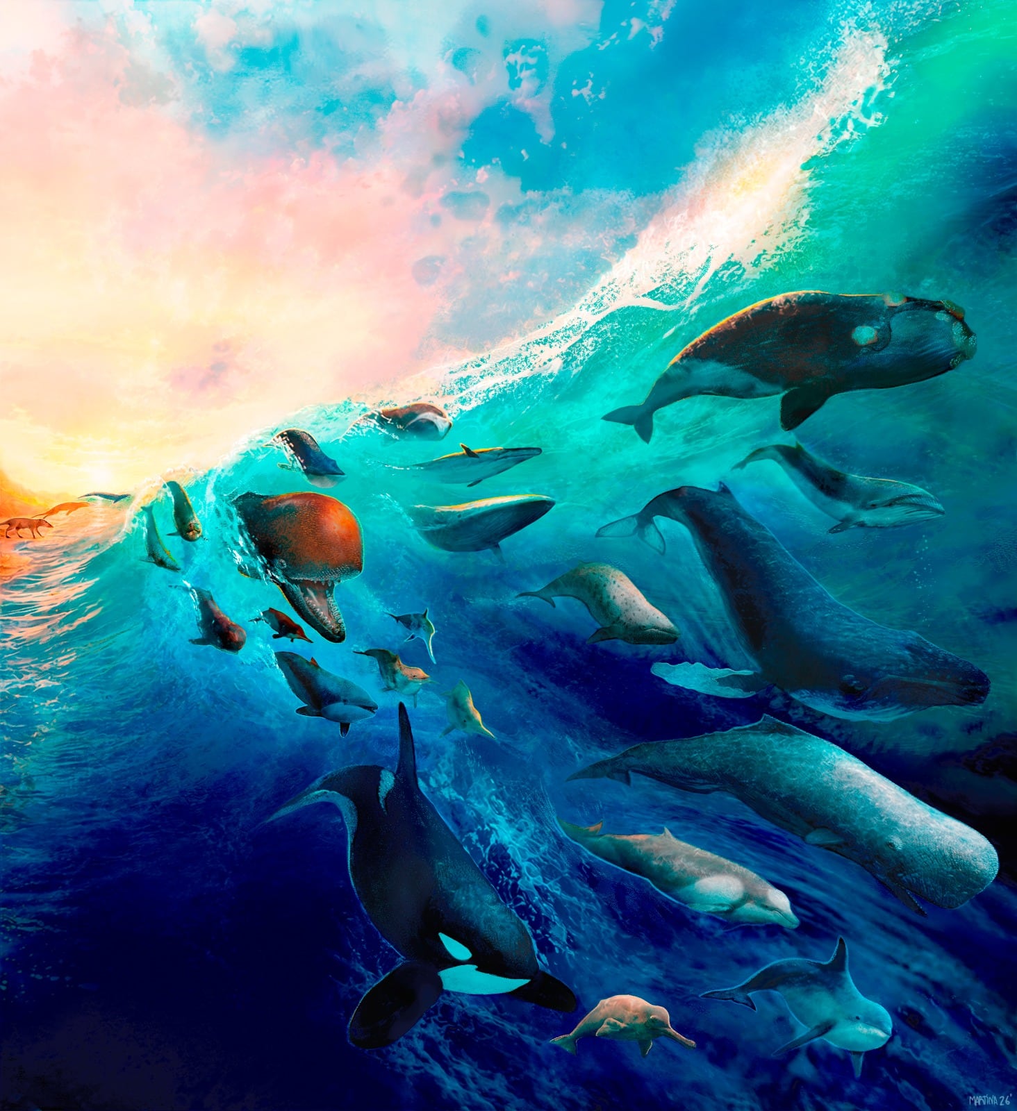 Los especialistas analizaron la diversidad de ballenas y delfines a lo largo del tiempo (Imagen ilustrativa: CONICET)
