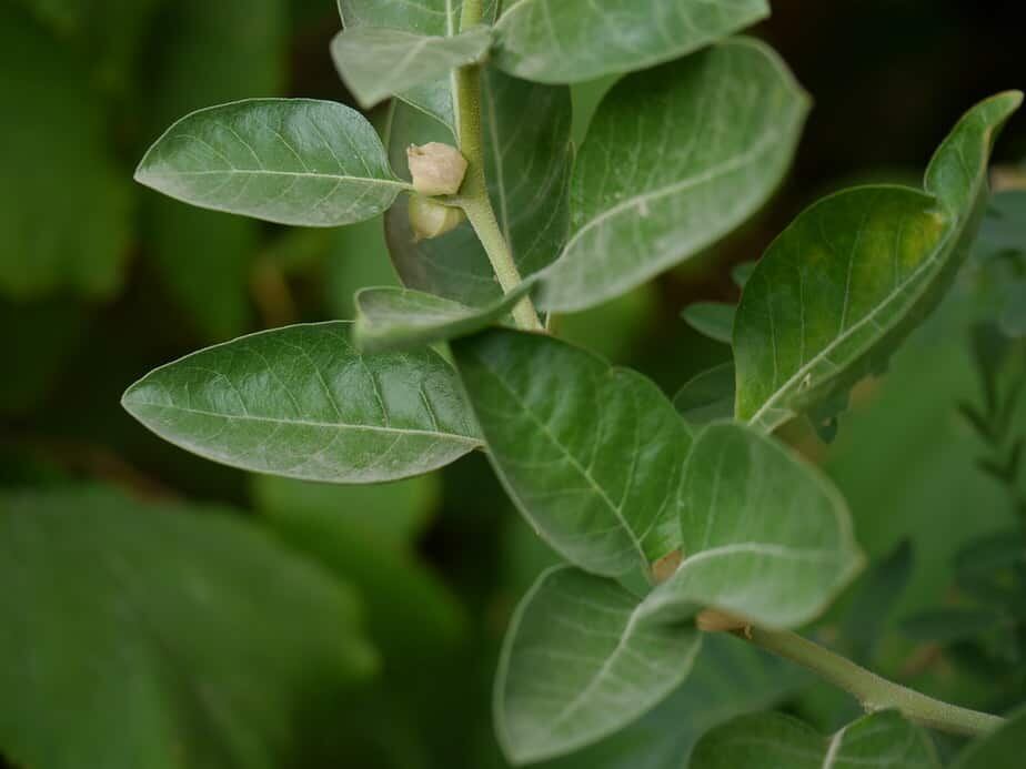 La Ashwagandha tiene fines medicinales de alto impacto