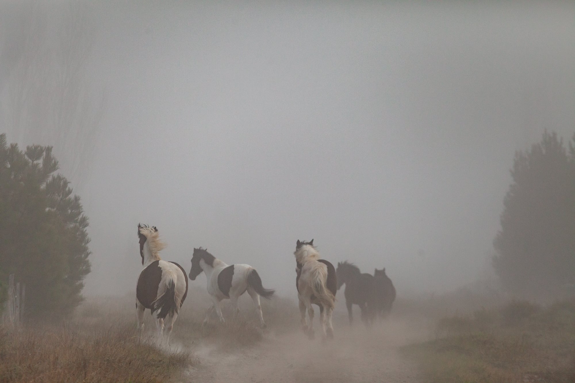 Una tropilla de caballos en el lago Meliquina.