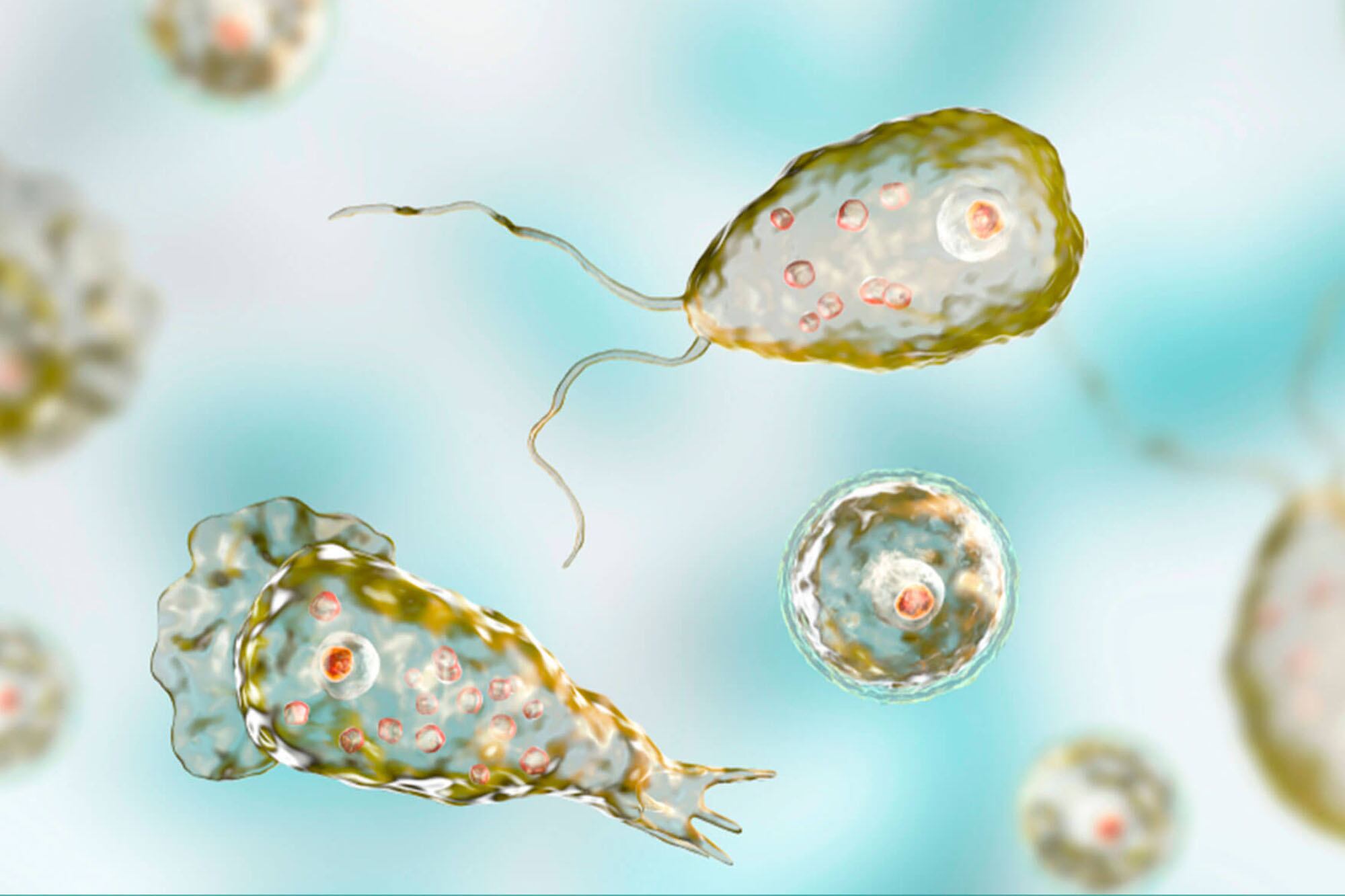 Los parásitos son organismos más complejos que las bacterias; algunos puede ser microscópicos, mientras que otros pueden ser vistos por el ojo humano