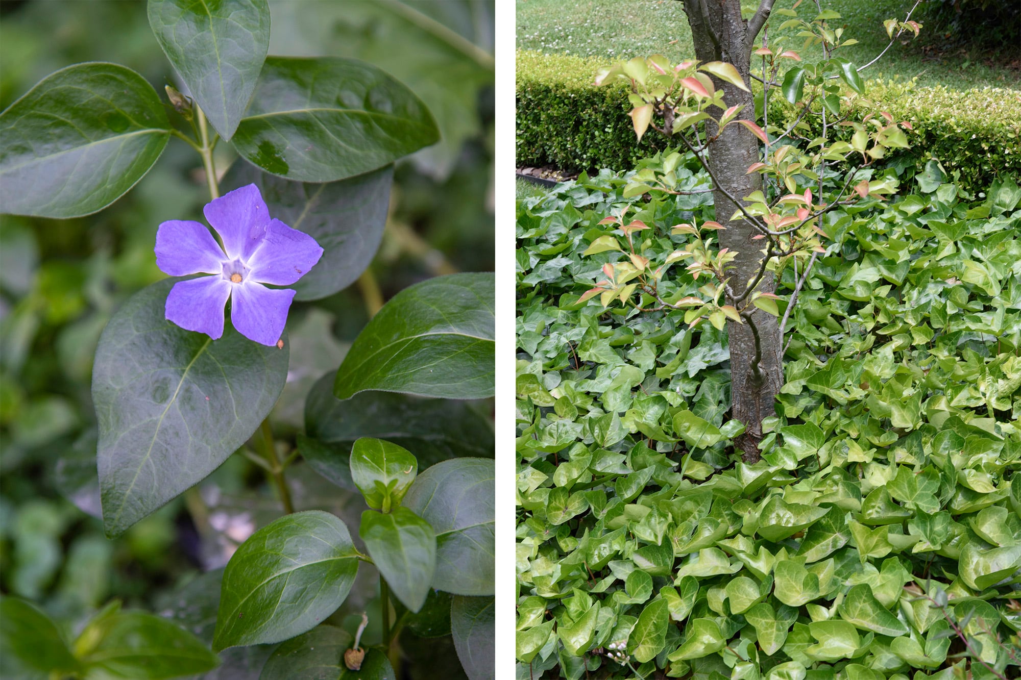 Vinca mayor (izquierda) y Hedera helix (derecha)