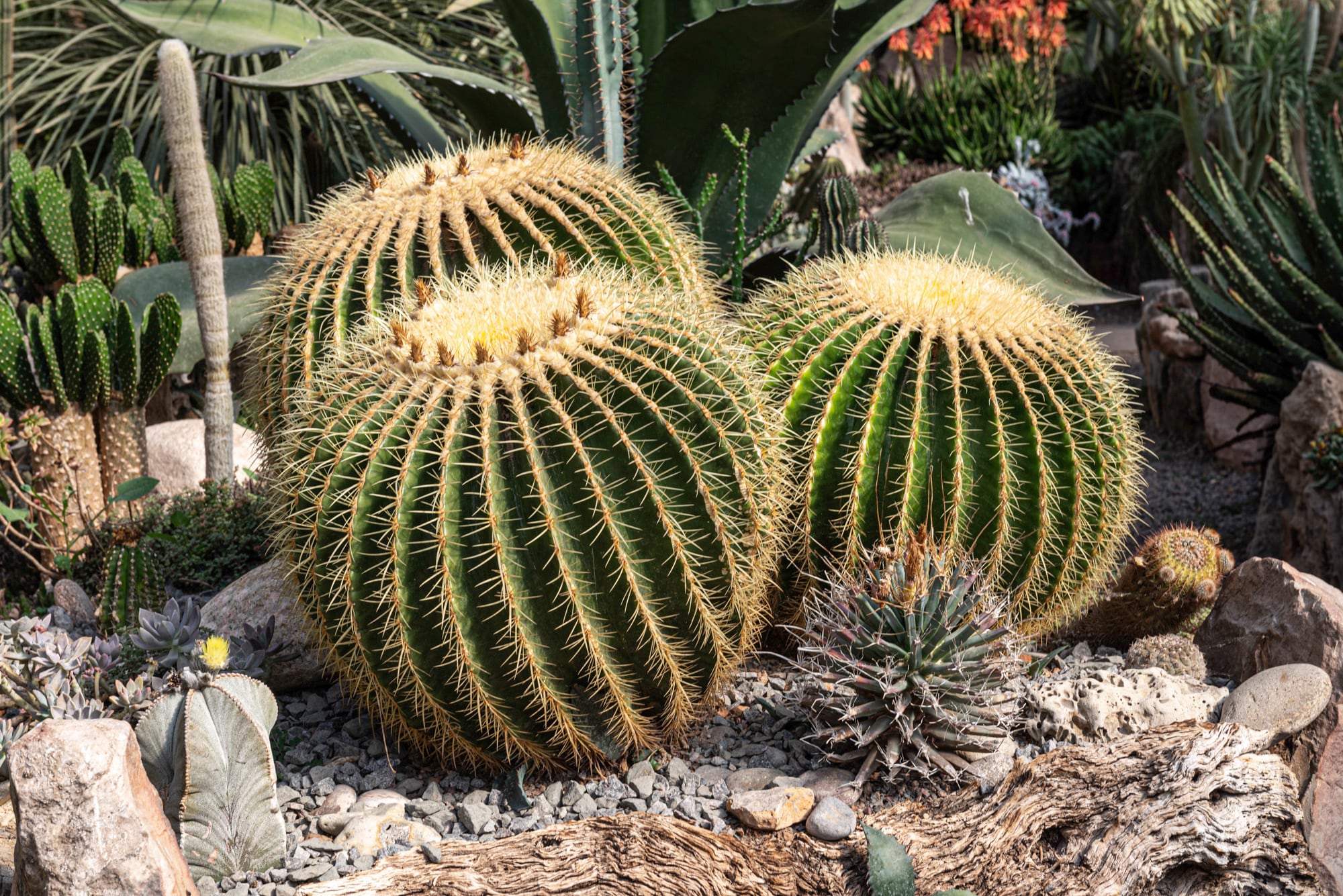 El cactus me mira con mala cara