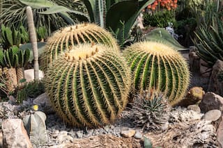 El cactus me mira con mala cara