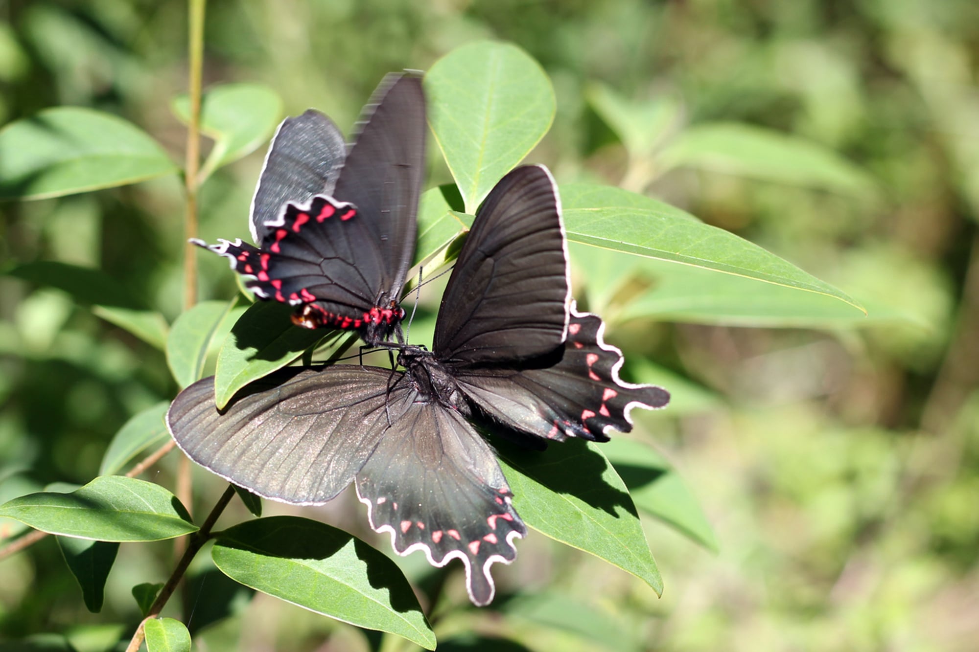 Si una mariposa ingresa a tu hogar lo importante es evitar el contacto directo que pueda dañar sus alas y comprometer su supervivencia