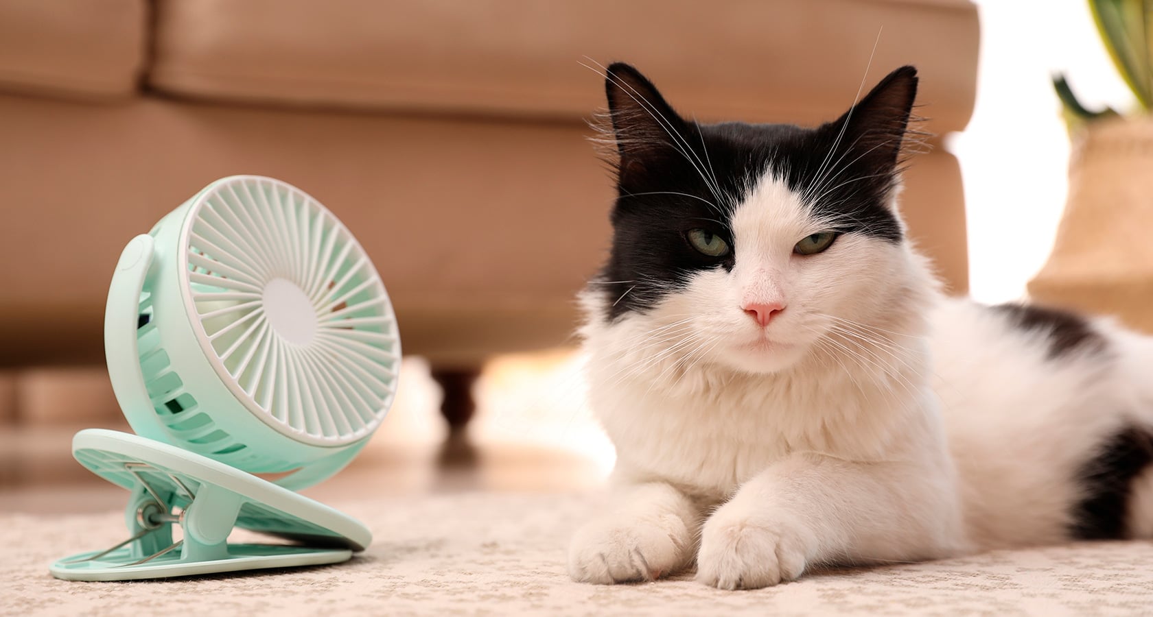 El acceso a zonas de sombra, una ventilación suave y la libertad de movimiento son cosas fundamentales para el gato