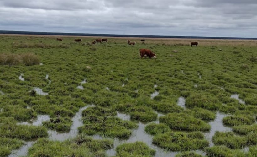 Los productores de Corrientes buscan trasladar los animales hacia terrenos más altos y suplementar la alimentación ante la pérdida de pasturas por las inundaciones