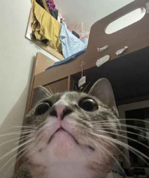 El ángulo de la foto y la cara del gatito llamaron la atención de los usuarios (Foto: Reddit)