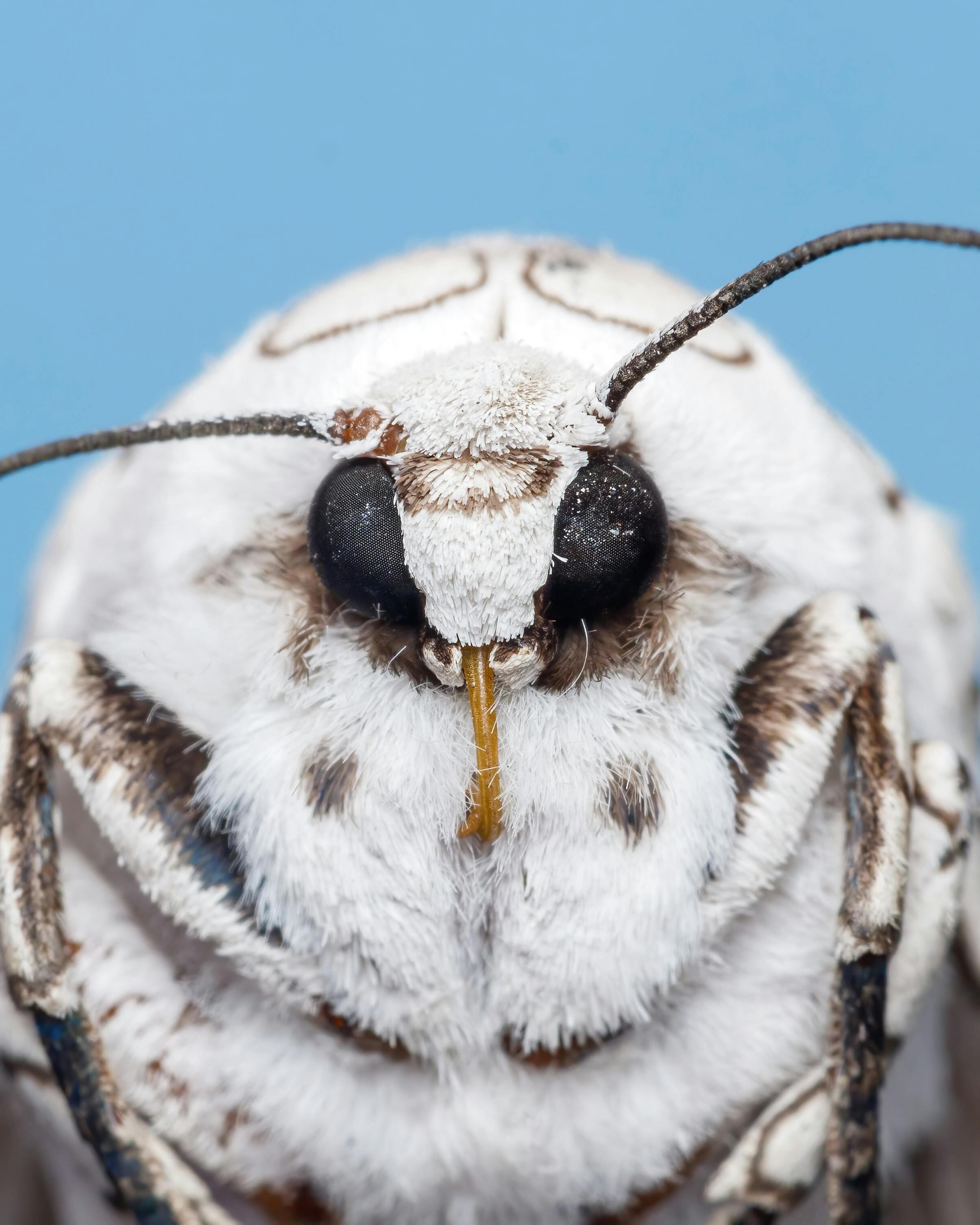 Las polillas se escabullen en el armario y se alimentan de los tejidos de la ropa de origen animal, como la lana