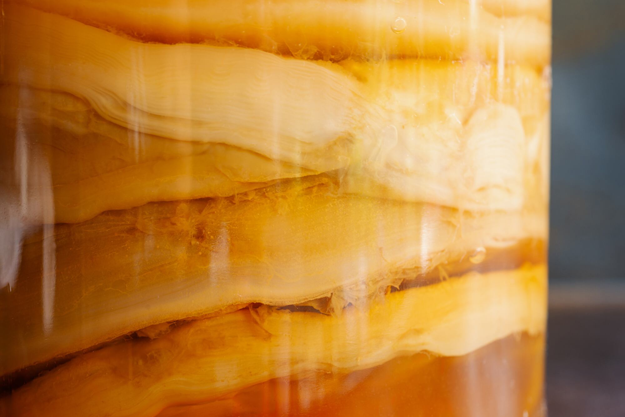 El SCOBY es una colonia de bacterias y levaduras que transforma el té endulzado en kombucha mediante fermentación