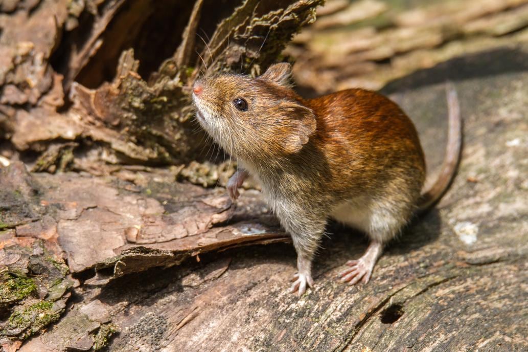 Hantavirus: qué se sabe de la mujer fallecida en Santa Fe