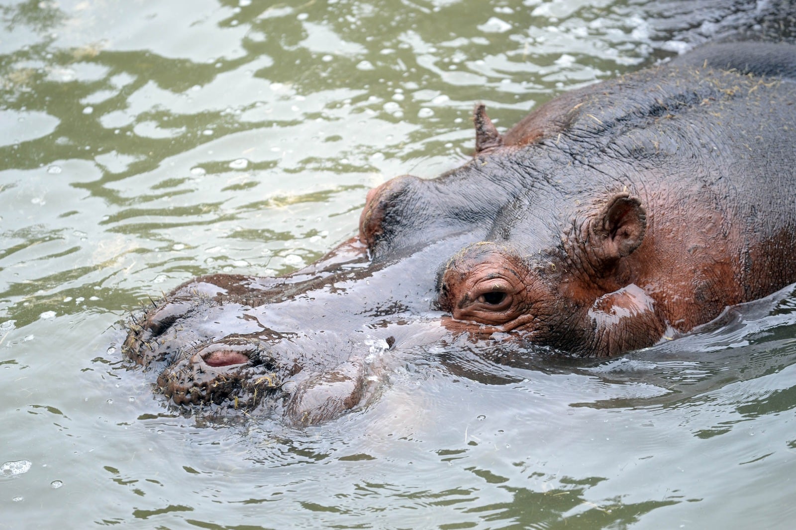 Murió Hipólito, el hipopótamo “dócil y amigable” del Bioparque de La Plata