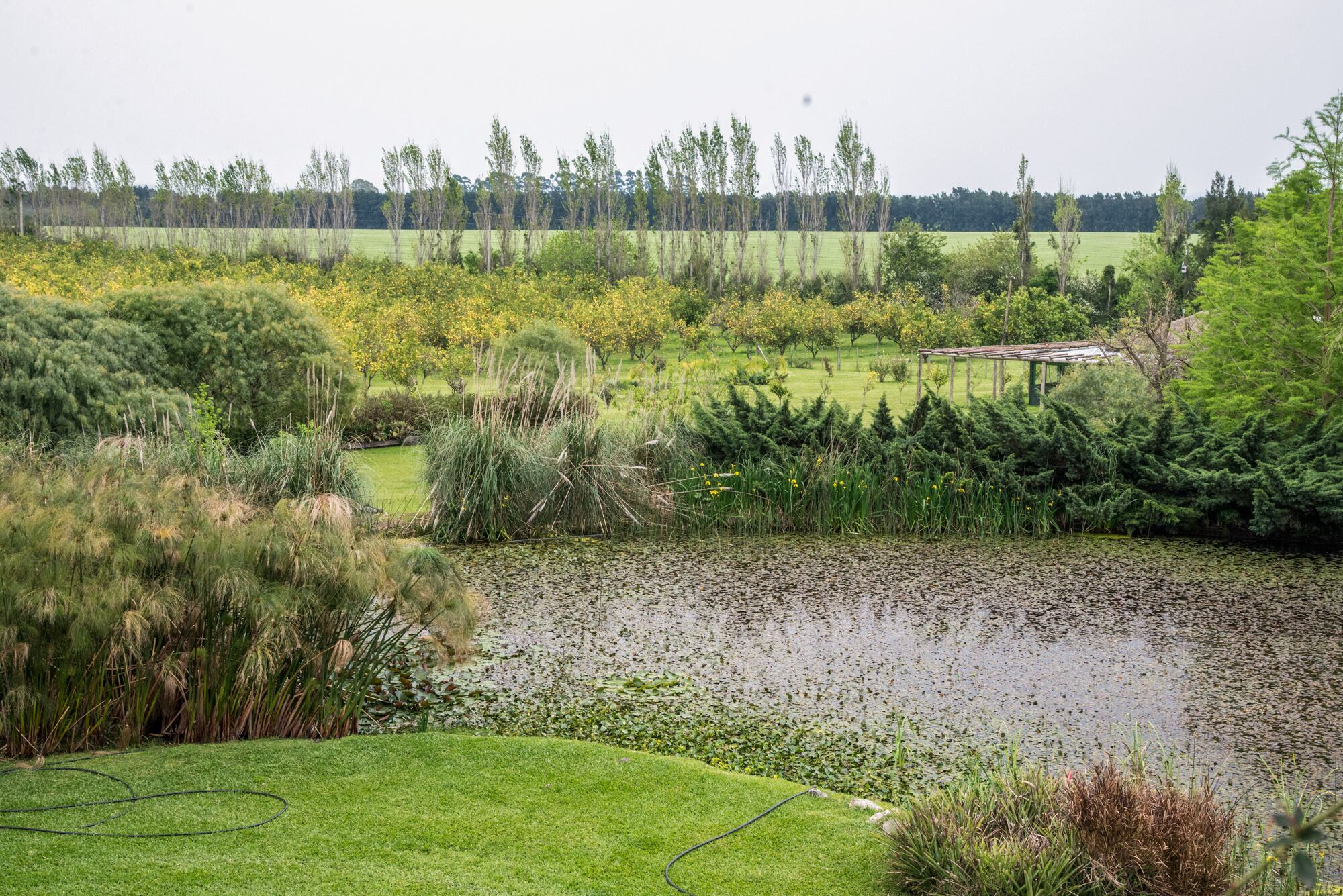 El río es parte del paisaje, los distintos tonos de verde y distintas alturas de la vegetación logran un resultado que parece de cuadro.