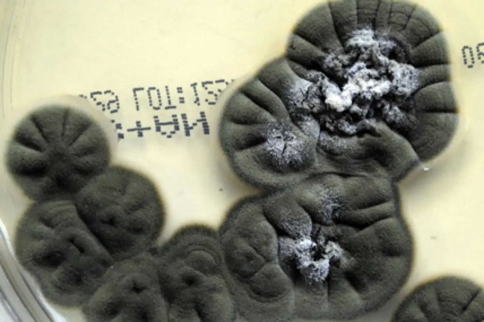 Los hongos negros de Chernóbil que podrían ser clave para futuras misiones espaciales de la NASA