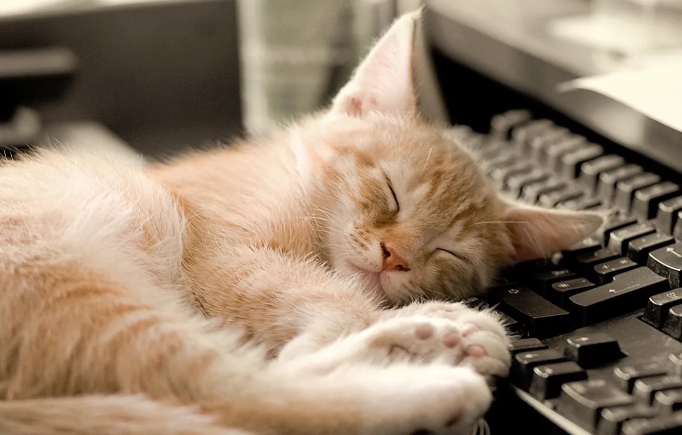 Los veterinarios concuerdan: esta es la verdadera razón por la que los gatos se acuestan sobre la computadora