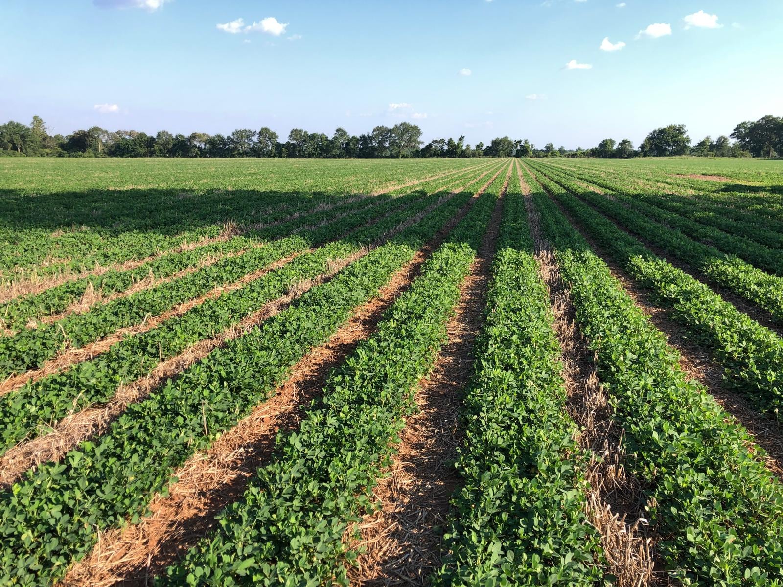 Maní en directa en Alabama