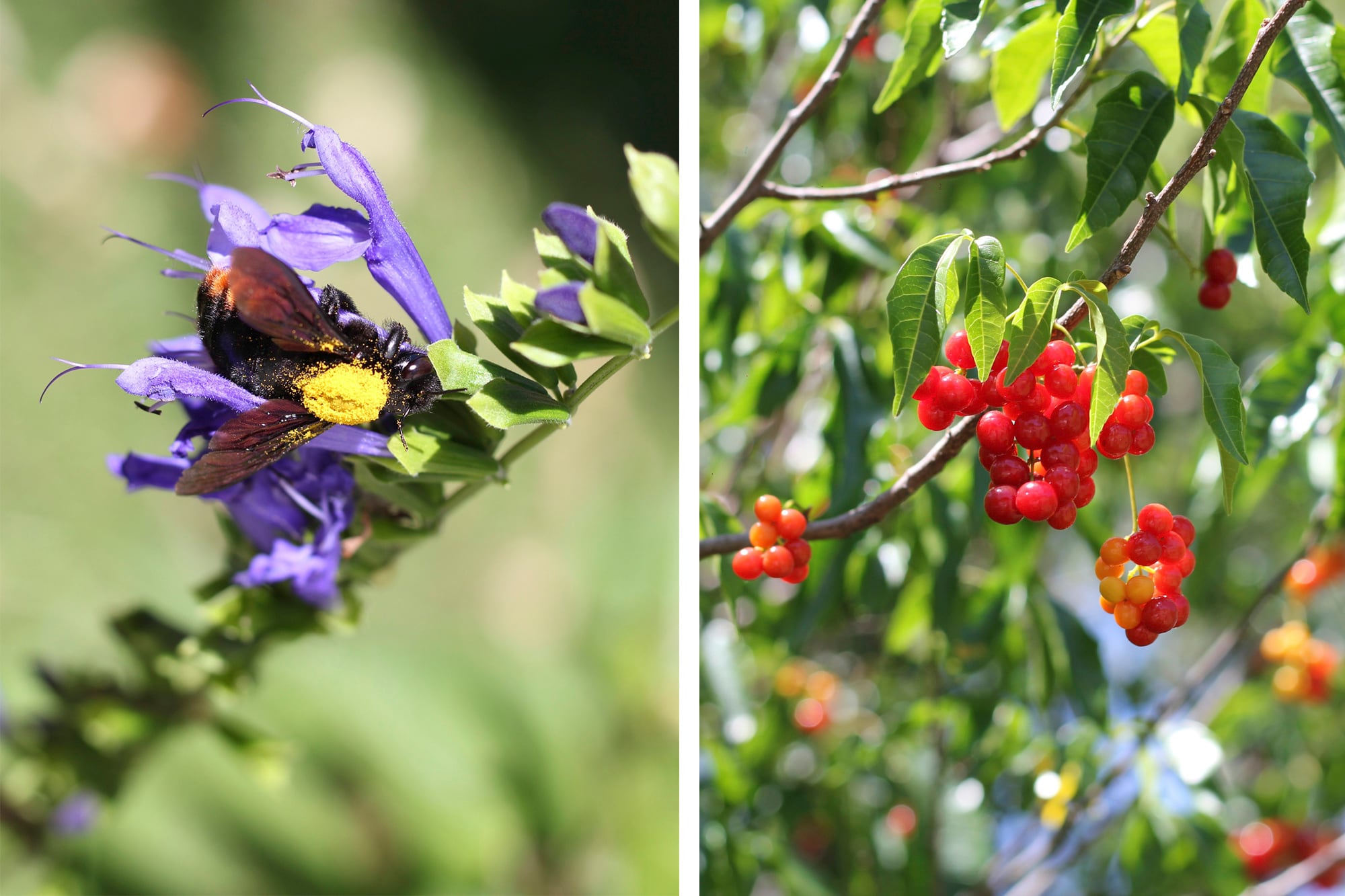 Allophyllus edulis (derecha) produce pequeños frutos carnosos que son consumidos por la fauna
