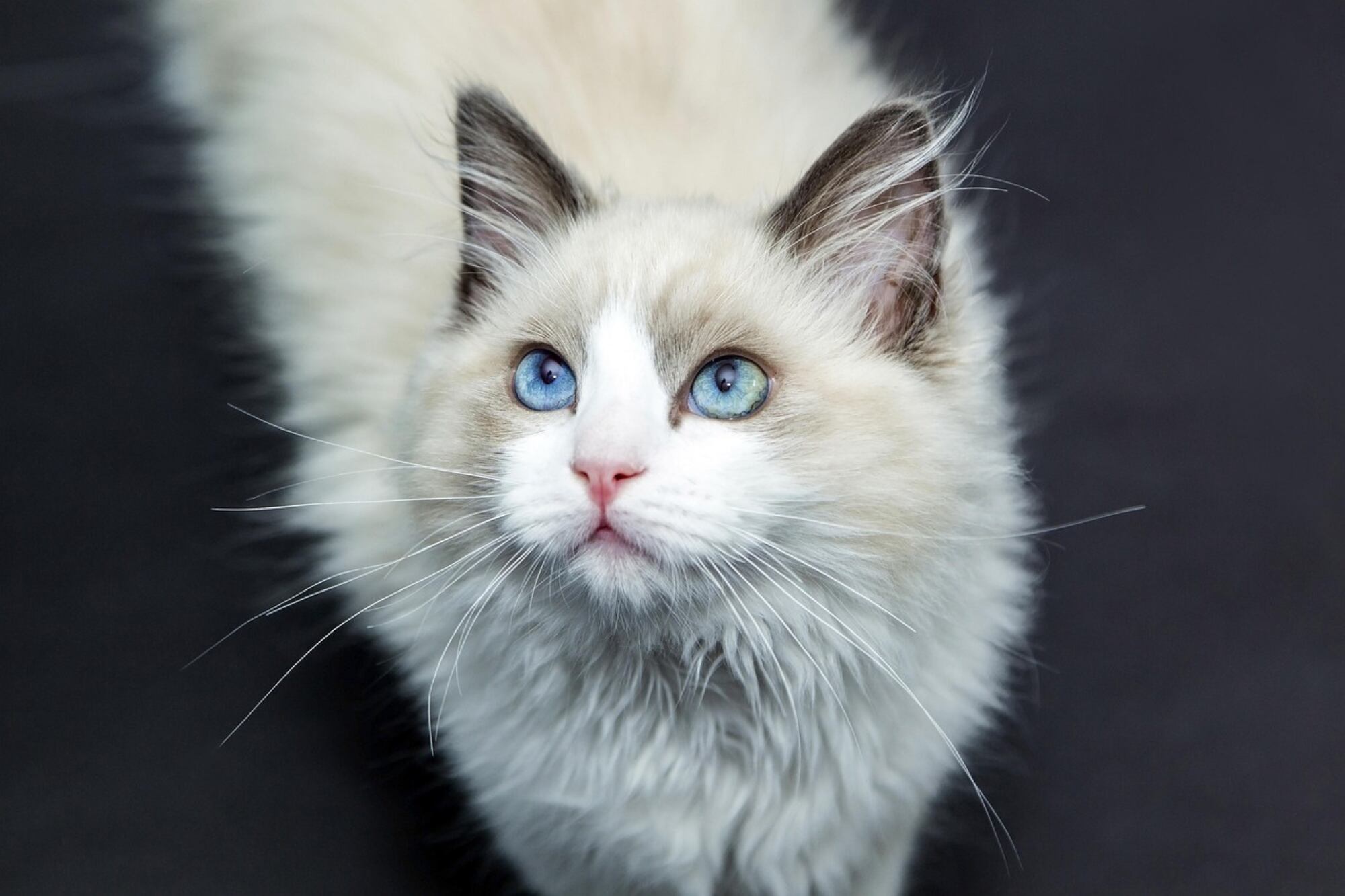 Las mascotas tienen la risa como un comportamiento habitual (Foto ilustrativa: PIXABAY)