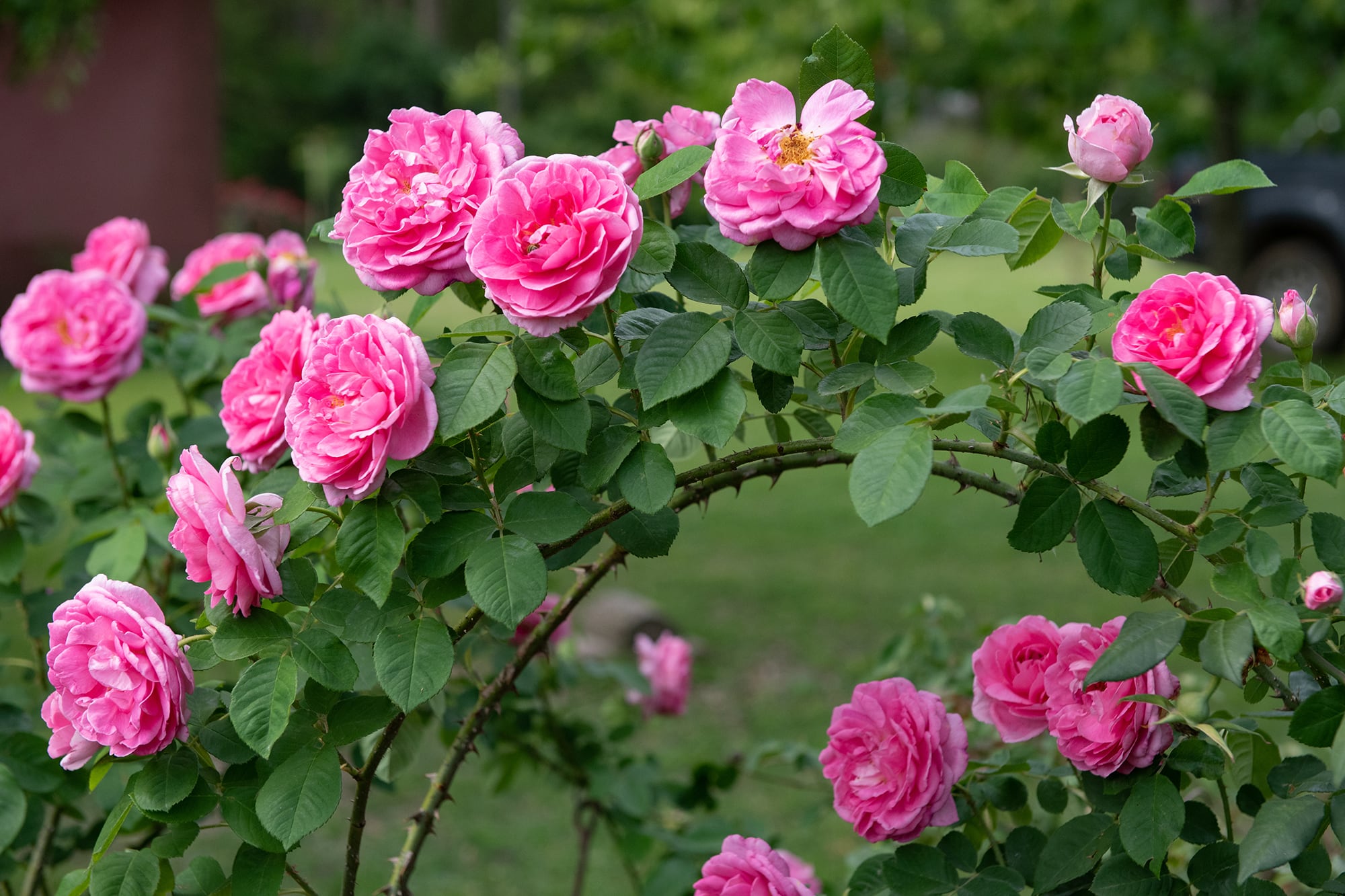 Con muchas capas de pétalos, las rosas inglesas se caracterizan por un crecimiento arbustivo, hay distintas variedades que alcanzan diferentes alturas