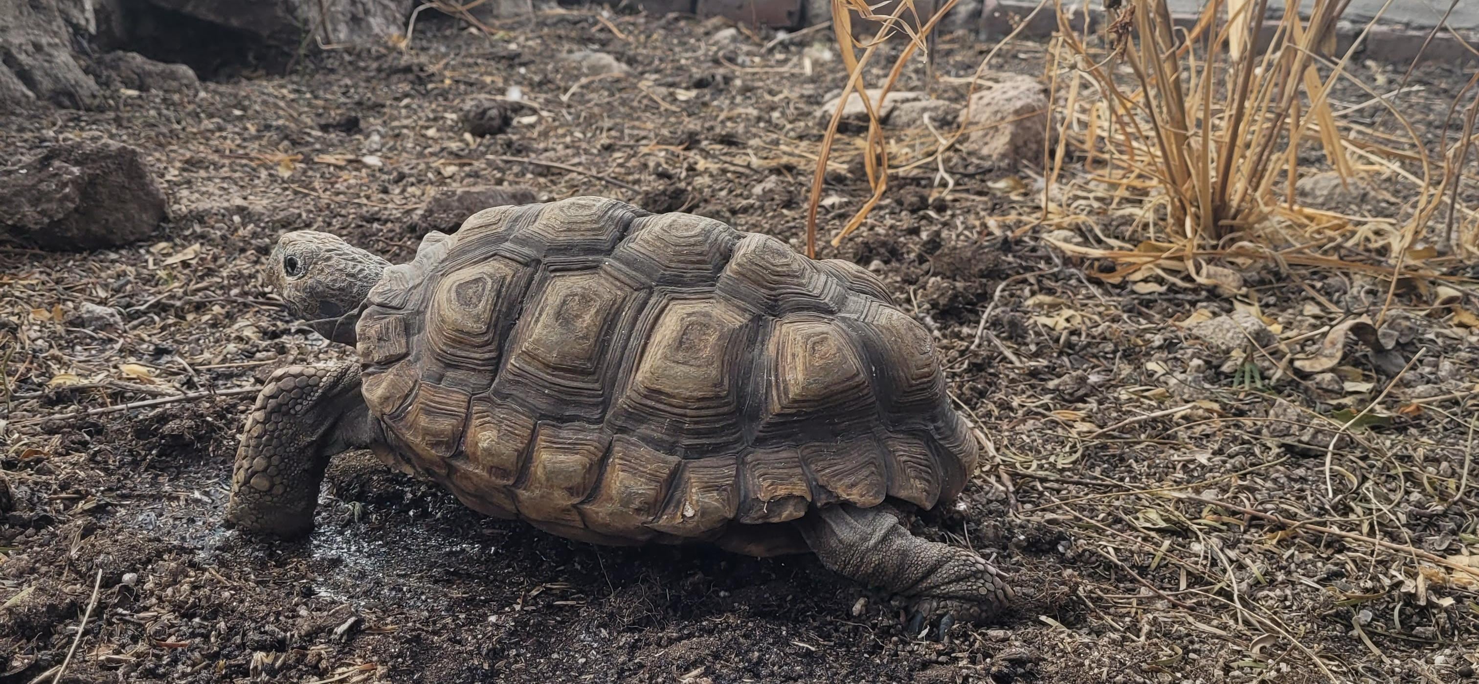 Tortuga terrestre argentina con evidencia de mordidas de perros por cautiverio inapropiado