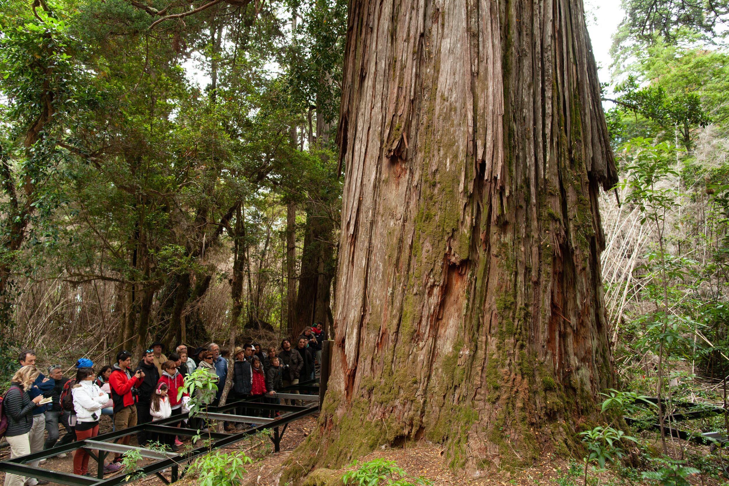 Alerce Abuelo, el ejemplar más famoso del Alerzal Milneario.