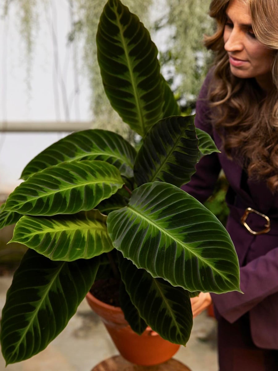 La calathea es una de las plantas ideales para decorar las habitaciones del hogar y darle un tono elegante