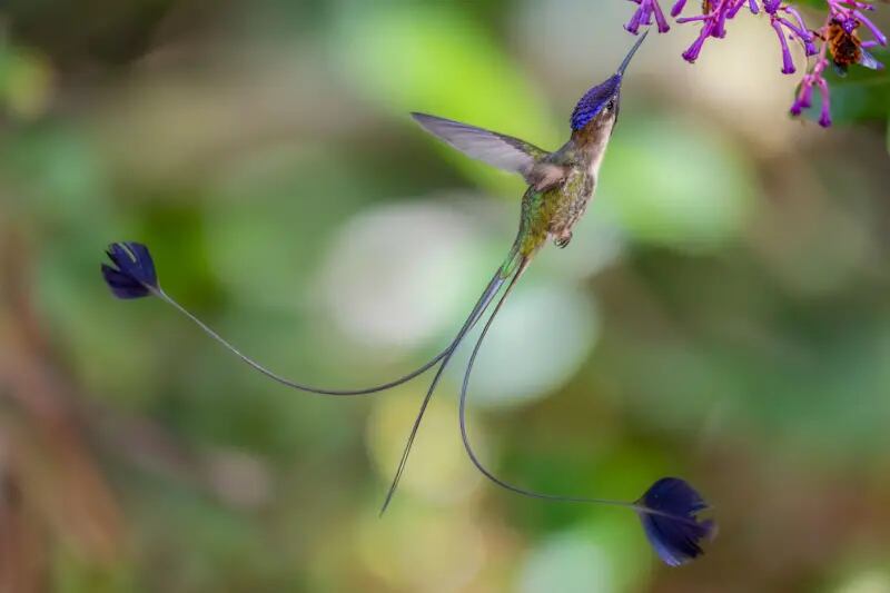 Un colibrí de cola de espátula macho