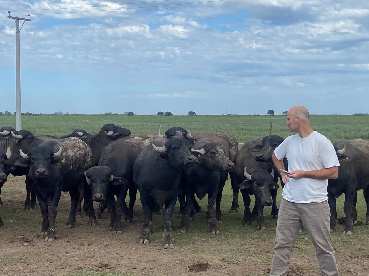 El sistema une recría, engorde y venta de carne de búfalos