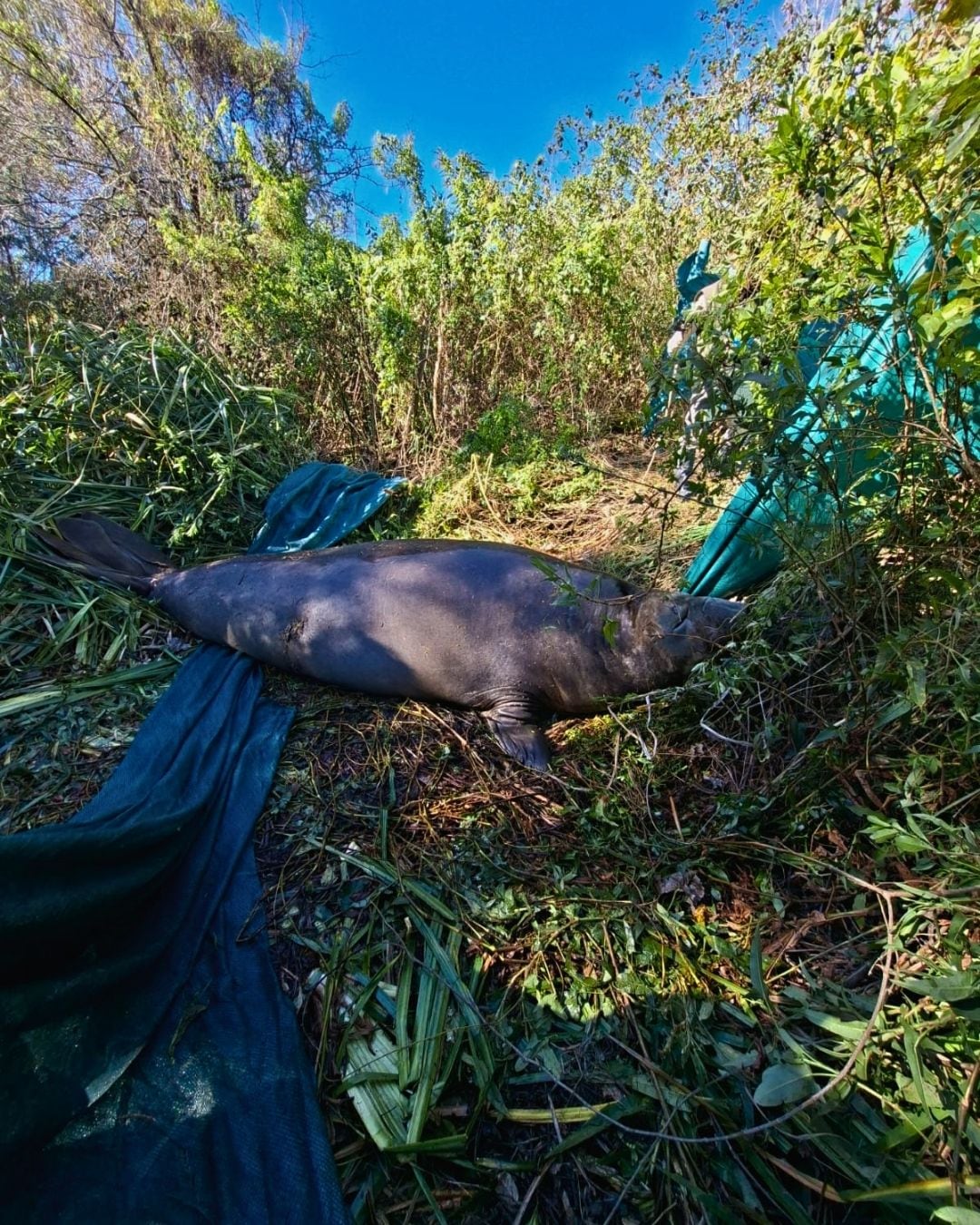 El animal no podía salir por sus propios medios del lugar al que había llegado