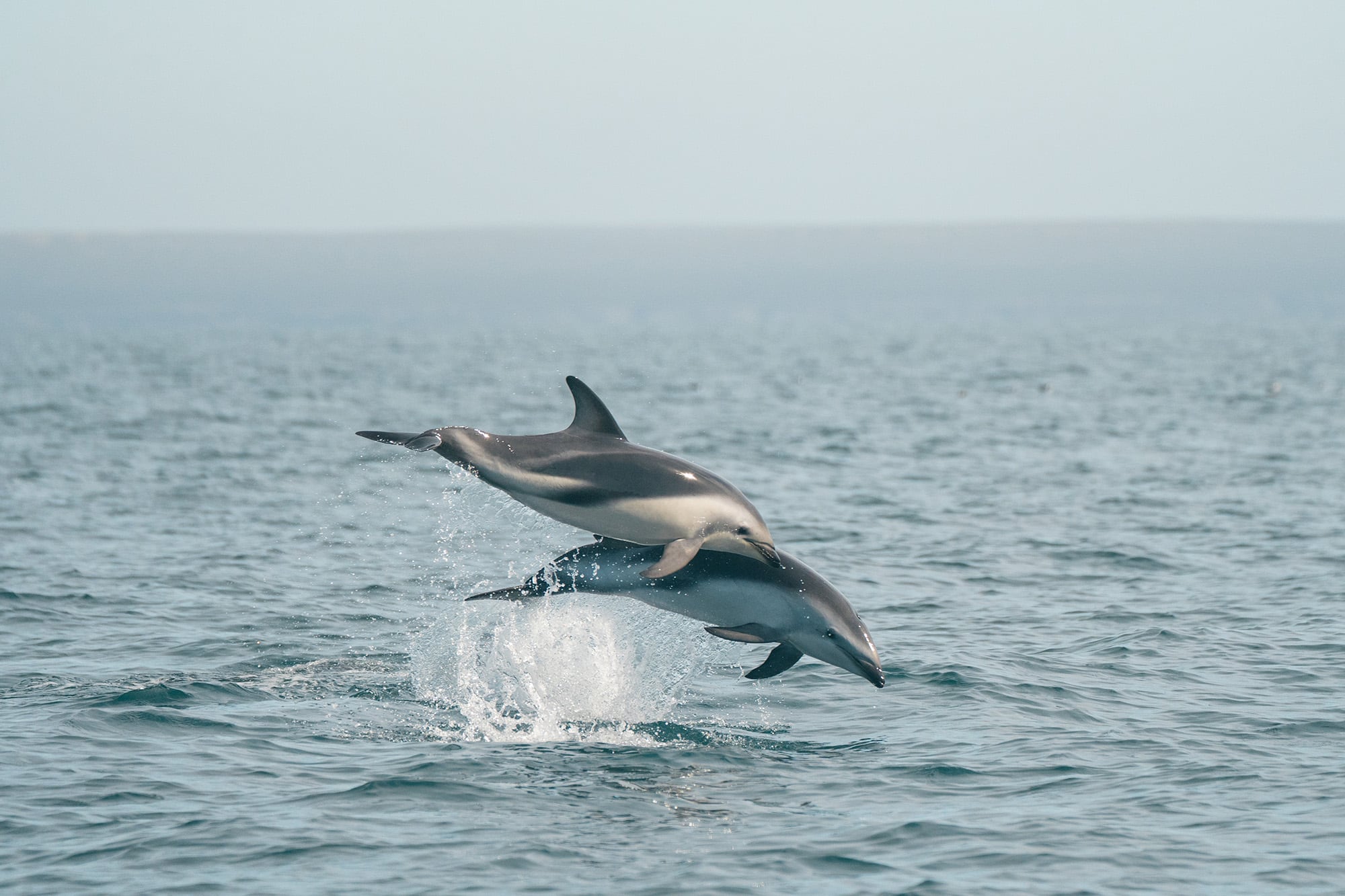 La playa argentina donde se pueden ver delfines en esta época del año
