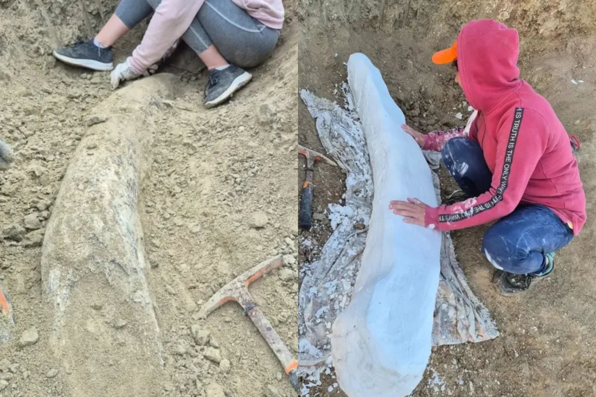 Encontraron un fósil de la Era del Hielo de más de 100.000 años cerca de Miramar