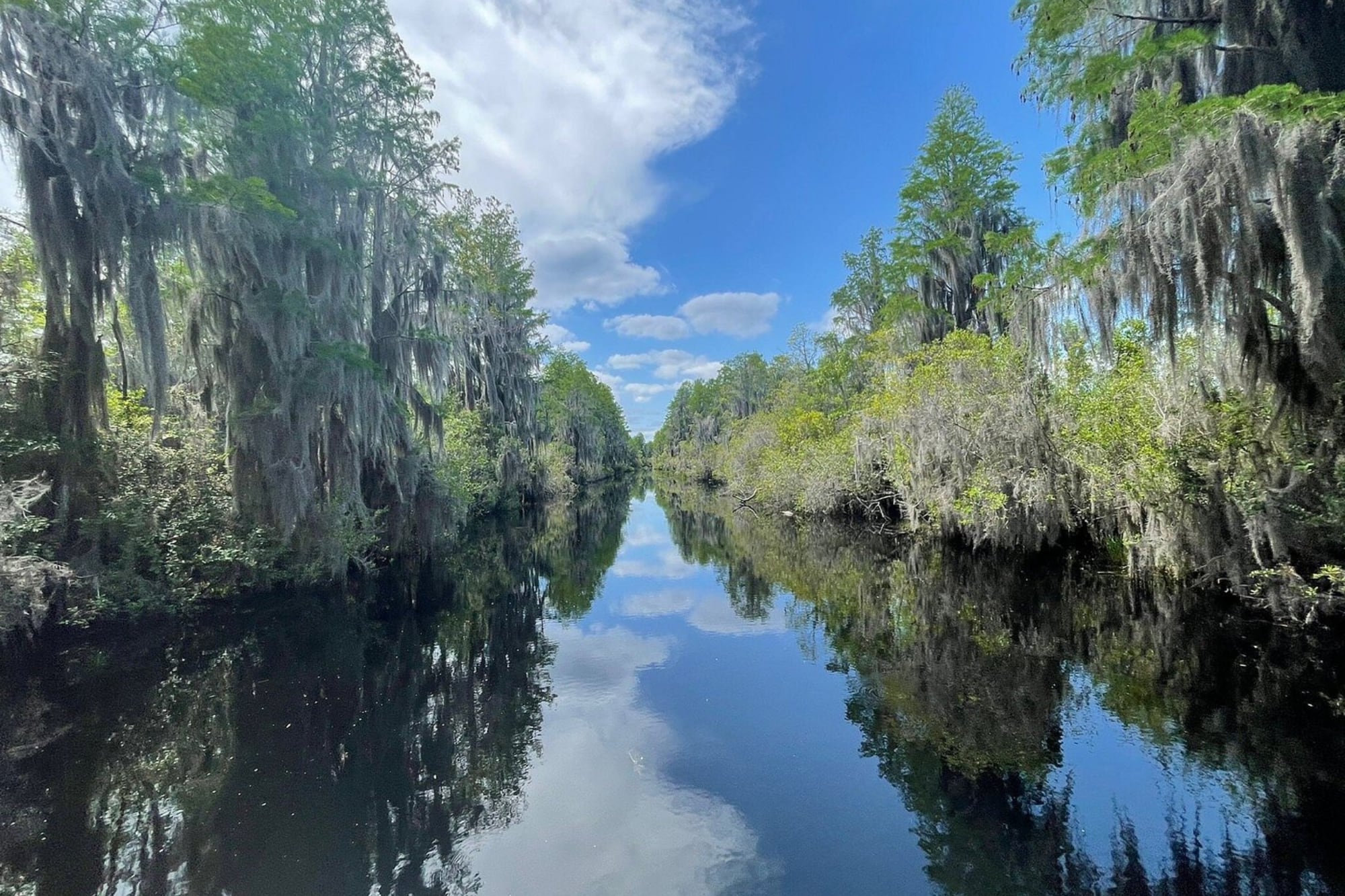 Oficial y confirmado: qué es el pantano Okefenokee, el nuevo Patrimonio Mundial de la Unesco en Georgia 8 Okefenokee ingresó a la Lista del Patrimonio Mundial en 2026