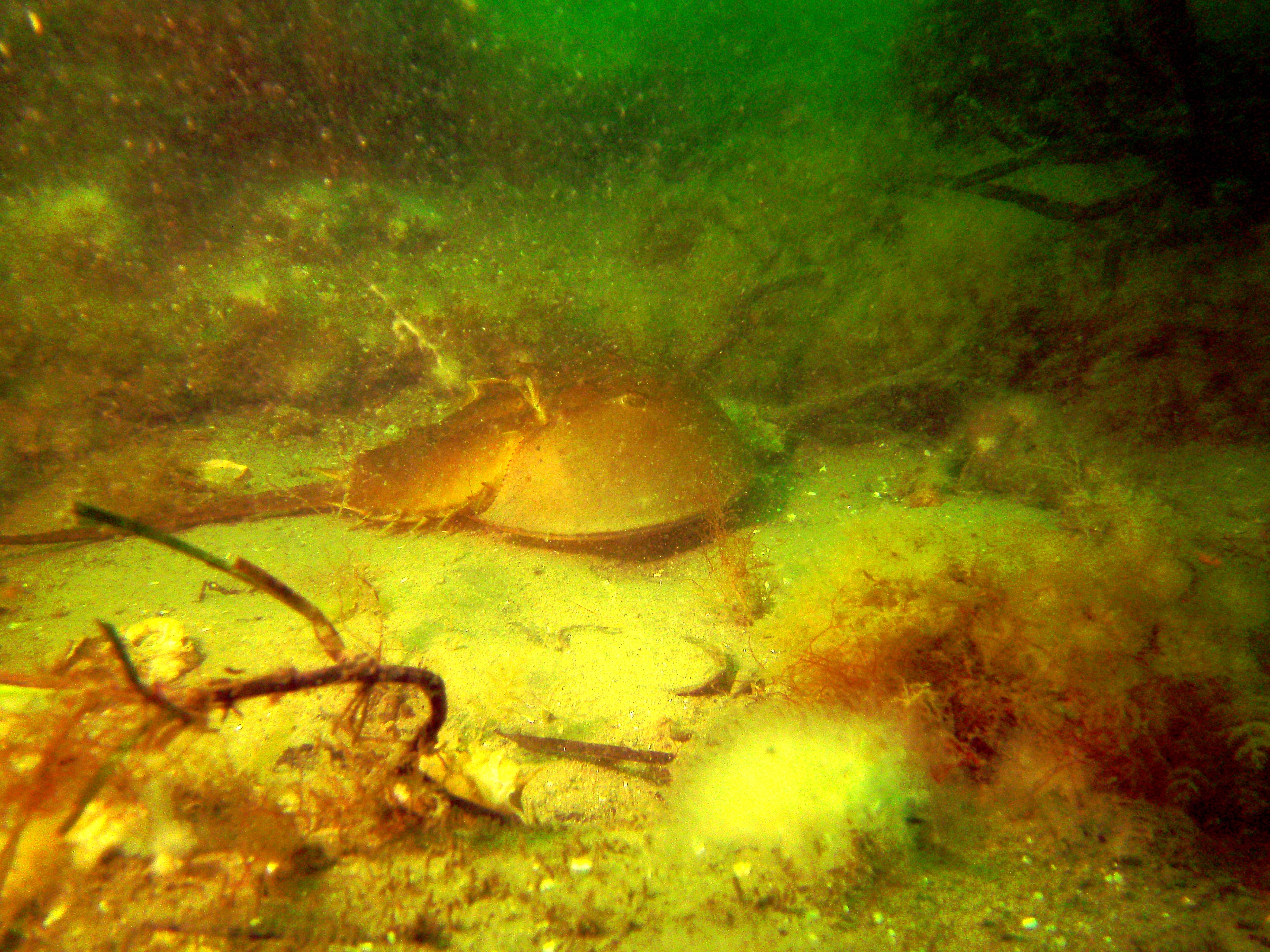 El proyecto comenzó en 1978 frente a las costas de Massachusetts, Estados Unidos (Foto: MA MarineFisheries)