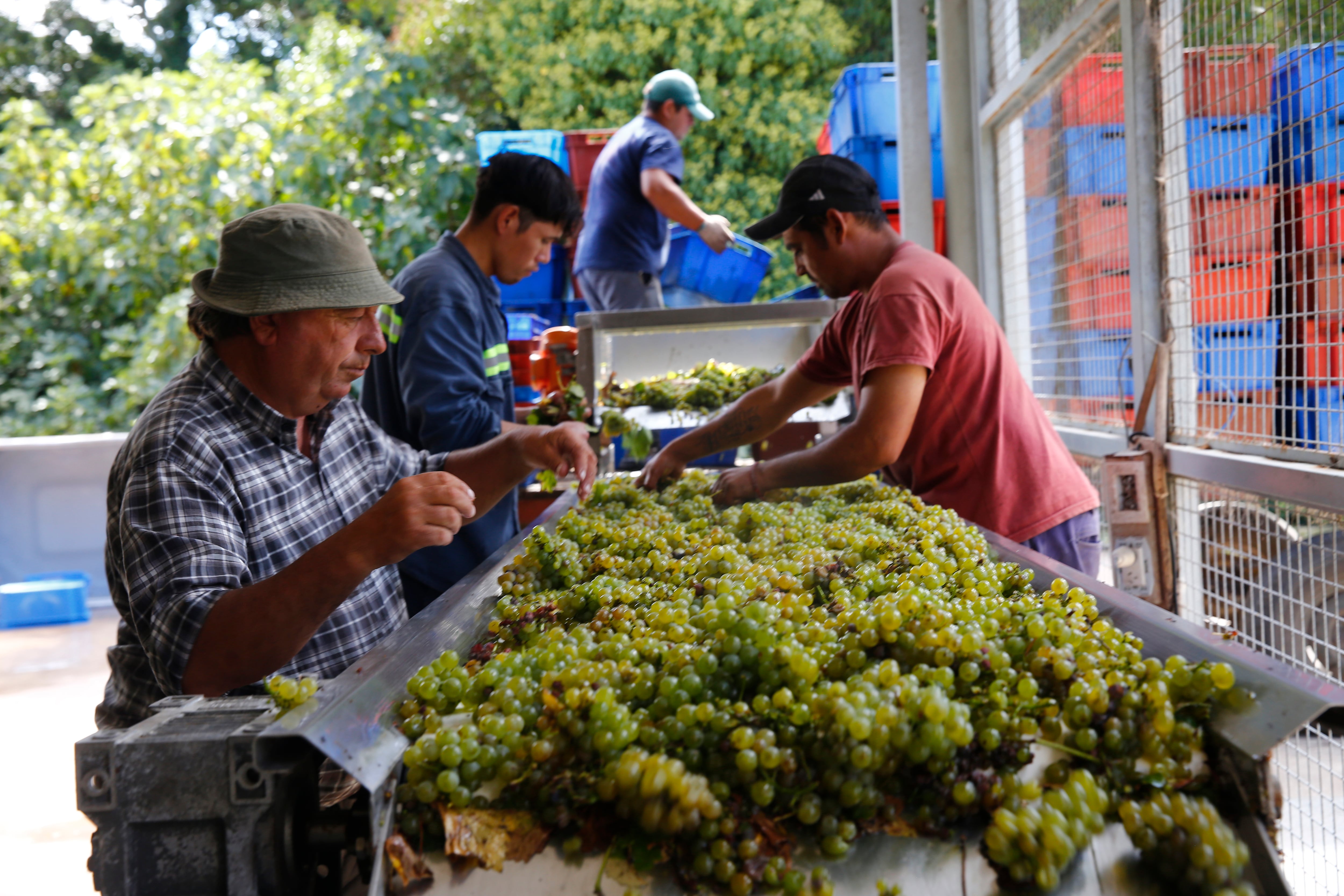 La experiencia turística en la vendimia incluye desde el corte de los racimos en la vid hasta la calificación en línea