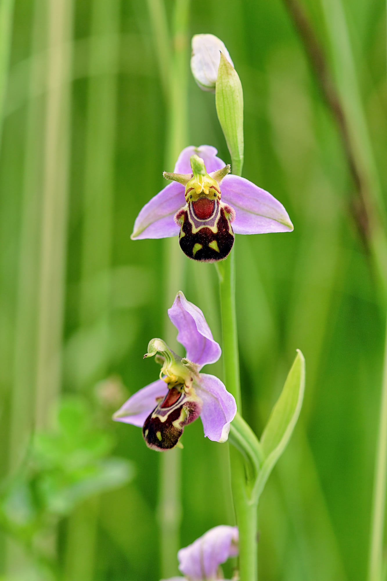 Ophrys apifera, conocida como orquídea abeja
