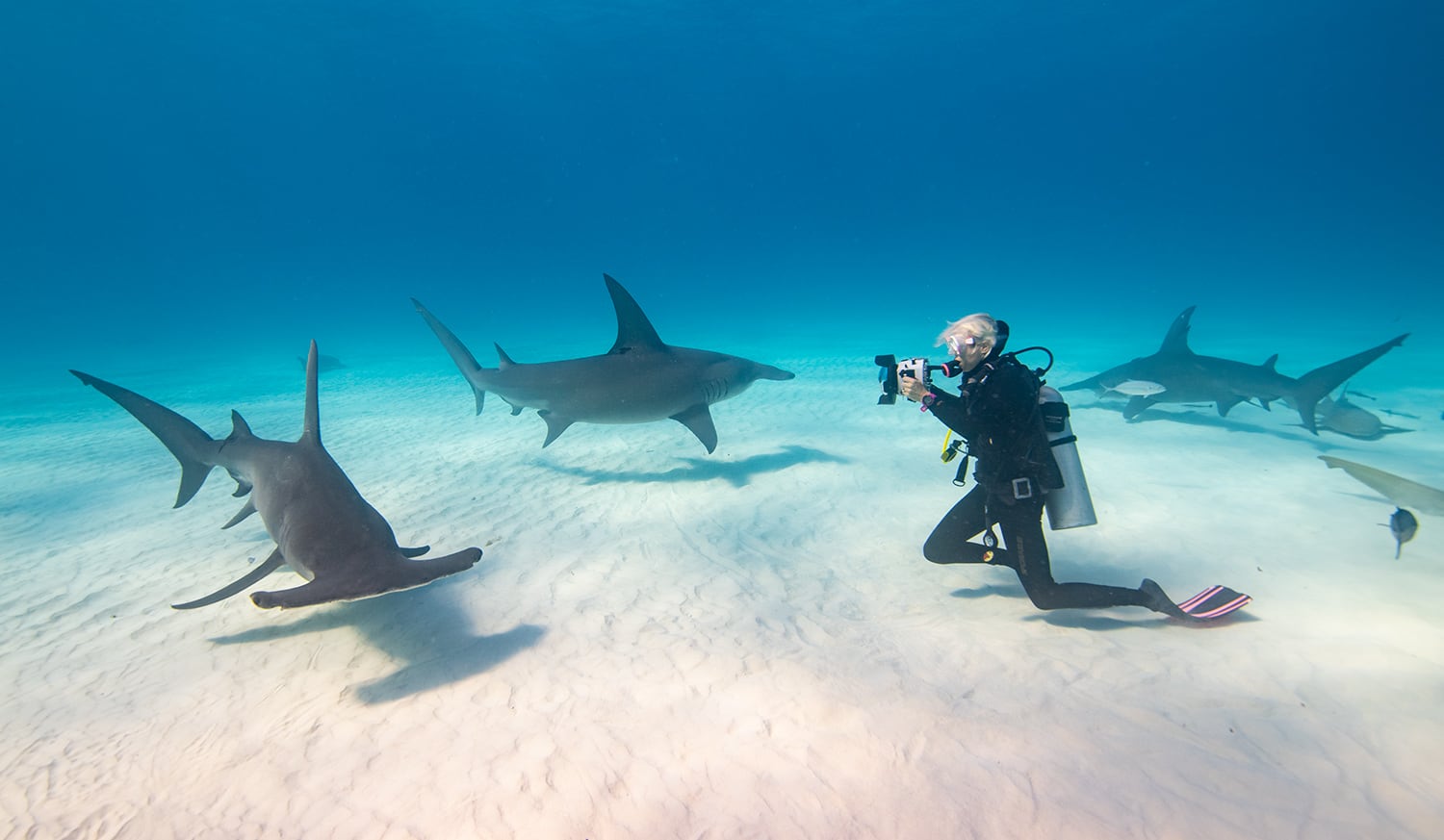 Jillian Morris mientras fotografía un tiburón martillo gigante