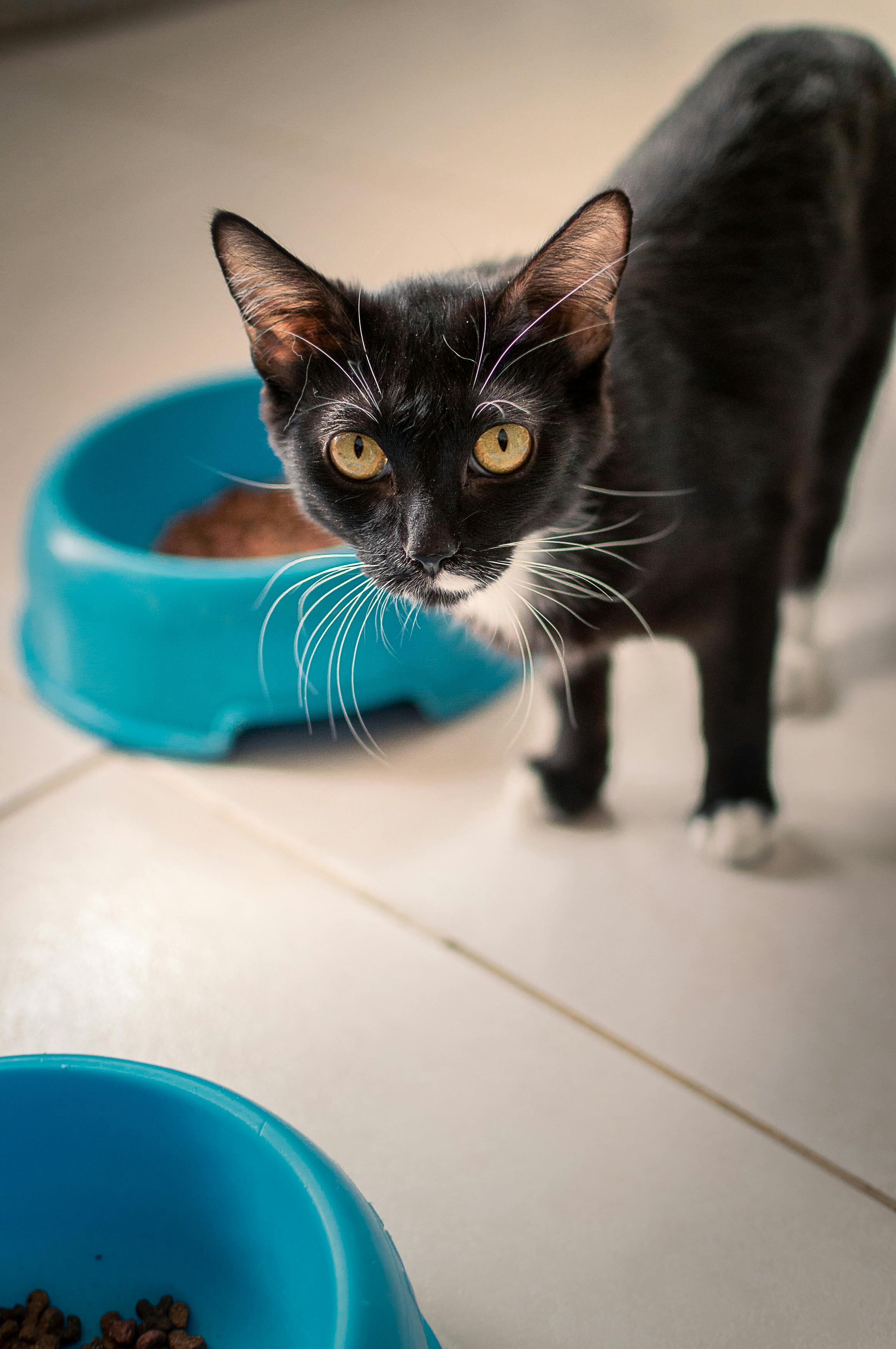 Maullar es un método de comunicación que los gatos utilizan casi exclusivamente con los humanos