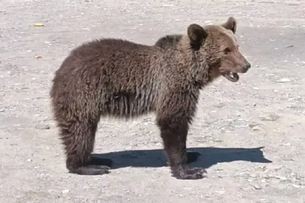 Una de las imágenes que fue captada por Omar Farang Zin