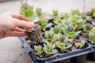 Cómo hacer, con una suculenta, mil plantas