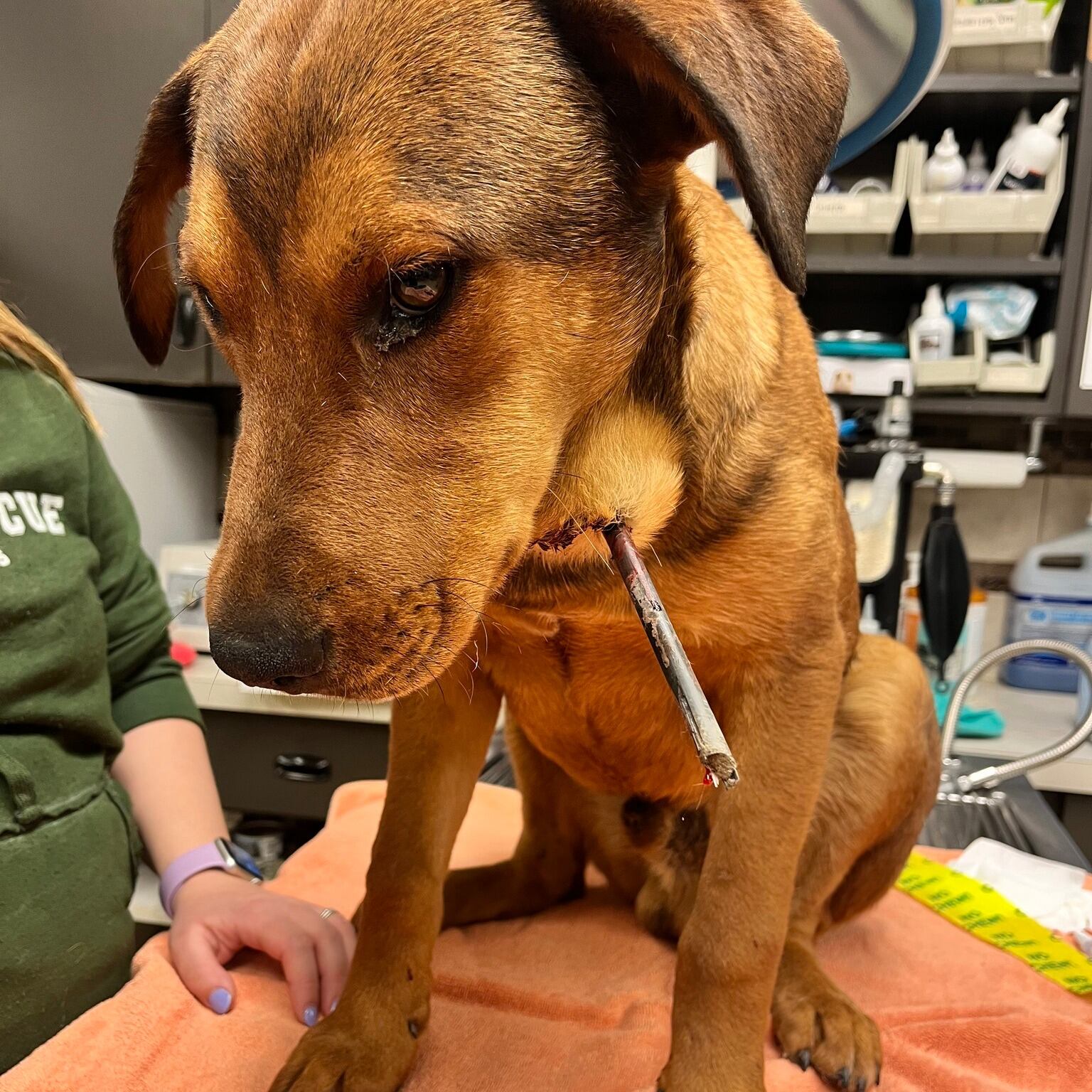 Todos quedaron impactados por la imagen que tenían frente a sus ojos.