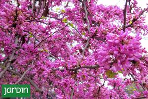 7 árboles con flores que superan todas las expectativas de belleza