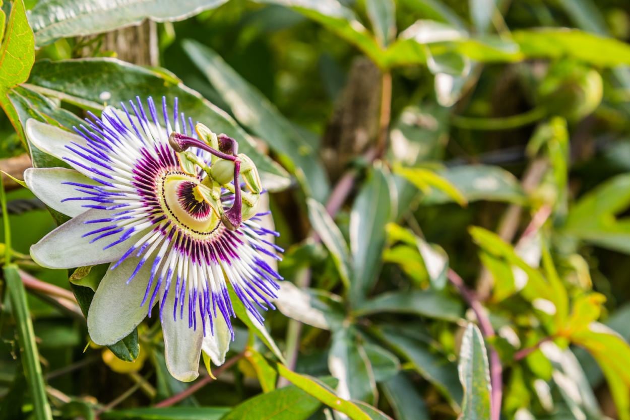 La flor de Pasiflora ayuda a calmar la ansiedad